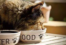 Happy healthy cat been enjoying nutritionally complete plant based vegan cat foods for nearly 2 years 10 month. U Of G Research Shows Vegan Cats Seem Just As Healthy As Ones Eating Meat Guelph News