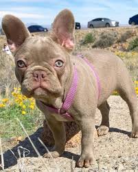 He needs nothing else, just to be fed and cared for. French Bulldog Colors Explained Ethical Frenchie