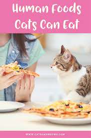Cook or steam broccoli, asparagus, carrots, and green beans for easier consumption. Human Foods Your Cat Can Eat Cats And Meows