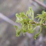 Image result for Angraecopsis parviflora