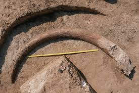 Convert from feet to meters. Discovery Of 8 Foot Mammoth Tusk In Bavaria