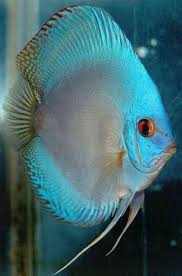 Google El Azul Del Disco Del Diamante Discus Fish Tropical Fish Tanks Marine Fish