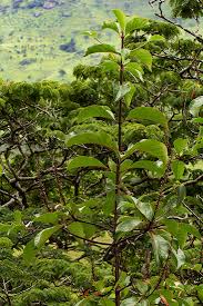 Image result for Hymenodictyon