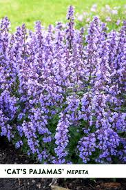 Lemon catnip (nepeta cataria 'citriodora'), like many other nepetas, is very attractive to cats. Cat S Pajamas Catmint Nepeta Hybrid Proven Winners Drought Tolerant Perennials Long Blooming Perennials Heat Tolerant Plants