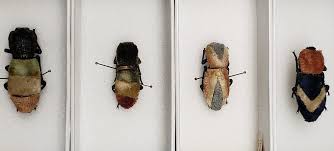 The Living, Breathing Brooches of the Yucatán