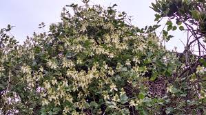 Heavy mulching and/or planting in protected locations can raise the hardiness limit by a zone or more. Pipestem Clematis Plants Of The Foothill College California Native Plant Garden Inaturalist