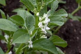 Image result for Vicia faba