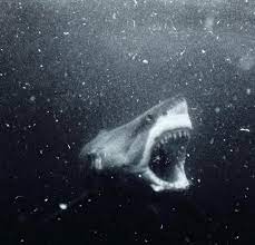Unfortunately for them, seals are one of these sharks' favorite meals.</p>. A Black And White Image Of A Great White Shark Interestingasfuck