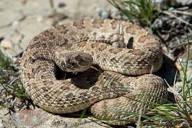 Prairie Rattlesnake Rattlesnake Pit Viper Snake Venom