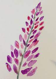 Lupine Flowers