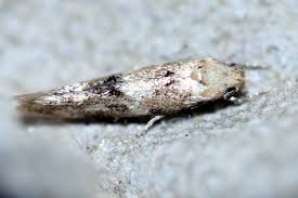 Image result for Mompha divisella