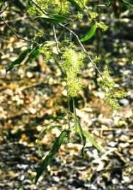 Image result for Deinbollia nyasica