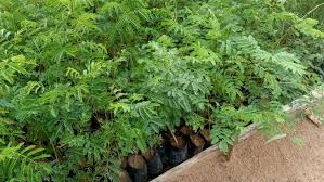 Image result for Acacia polyacantha