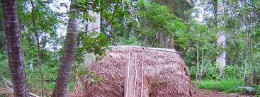 Image result for Stadmannia oppositifolia