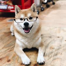 eight design 今日はメガネをかけてみました 柴犬 画像 おもしろワンちゃん 柴犬