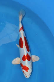 jaya koi centre mobile uploads facebook kisui fische