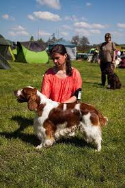 Image result for velššpringršpaněl