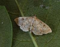 Image result for Anania perlucidalis