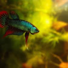 Can You Put A Betta Fish In With Other Fish | By Richmond Loh | Medium