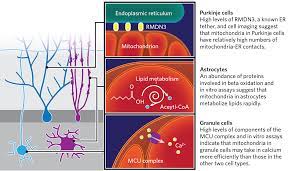 Check spelling or type a new query. Mitochondria From Different Brain Cells Have Different Proteins The Scientist Magazine