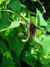 Image result for Aristolochia zenkeri