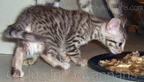 Cat skin problems you easy homemade cat food recipes for other entrees. Is Homemade Cat Food Good For Cats Quora