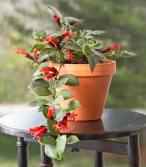 ( ananus comosus) this is one of the most fun tropical plants to grow, but you'll need a little patience. 11 Tropical Flowering Plants For The Home Better Homes Gardens