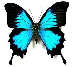 Mariposa Imagenes De Mariposas Mariposas Monarca Dibujo Dibujos De Mariposas