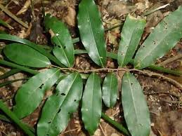 Image result for Diospyros chamaethamnus