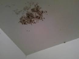 mildew in the bathroom mold in bathroom cleaning mold bathroom mold cleaner