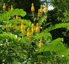 Alata plant is a large shrub that grows up to 3 to 4 meters tall. Candlestick Tree Empress Candlebush Christmas Candles Butterfly Plants Almost Eden