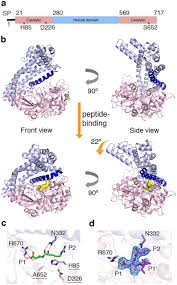 They were ruhul amin, mohiuddin jahangir, mostafa kamal, hamidur rahman, munshi abdur rouf, nur mohammad sheikh and matiur rahman. Bacterial Protease Uses Distinct Thermodynamic Signatures For Substrate Recognition Scientific Reports