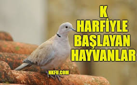 k harfiyle baslayan hayvanlar isimleri listesi ozellikleri k ile hayvan ismi