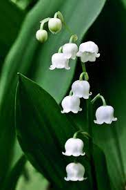 Lily Of The Valley Beautiful Flowers Pretty Flowers Flowers