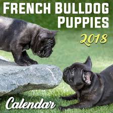 French bulldog breeders in australia and new zealand. French Bulldog Puppies 2018 Calendar Buy Online In Malta At Malta Desertcart Com Productid 49626848