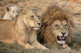 Lions are carnivores and they hunt mostly antelopes, zebras and wildebeests. Meet The Lion Family Male Female Cub Alert