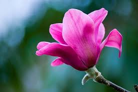 Magnolia vulcan (pbr) bare rooted. Magnolia Vulcan Aldgate Tree Farm