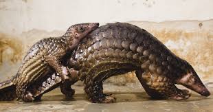 71% of the tcm practitioners interviewed in a 2020 study believed that pangolin scales could be substituted by other ingredients in at least some, if not. Banned No More Pangolin Scales In Traditional Medicine China Declares