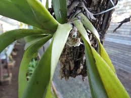 Image result for Ancistrorhynchus