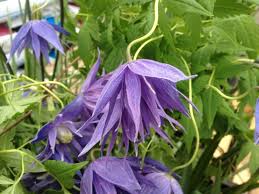 Also known as clematis macropetala lagoon or blue lagoon, this is a more compact form of the group and it can repeat flowering into summer. Clematis Lagoon Taylors Clematis