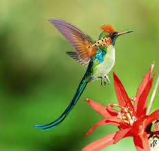 Pin On Aves