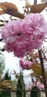 Image result for Prunus serrulata