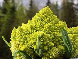 In colder climates, you'll get a head start by starting seeds indoors six to seven weeks before your last frost date. Romanesco Italia Broccoli