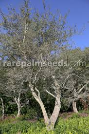 Image result for Faidherbia albida