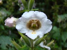 Image result for Mimulopsis