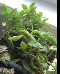 Succulent with small white flowers. Indoor Succulent With Small White Flowers Easily Propagates With Leaves Whatsthisplant