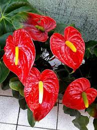 Pin By Angelica Batista On Copo De Leite Tulipas E Anturios Anthurium Flower Anthurium Flowers