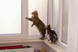 My Cat Took Care Of A Stray Kitty We Found In A Parking Lot The Way He Thanked Him Will Melt Your Heart Baby Cats Pretty Cats Gorgeous Cats