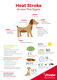 Why Is My Dog Panting And Restless Signs Of Heat Stroke Infographic