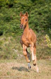 scarlettjane22 cute baby horses horses baby horses